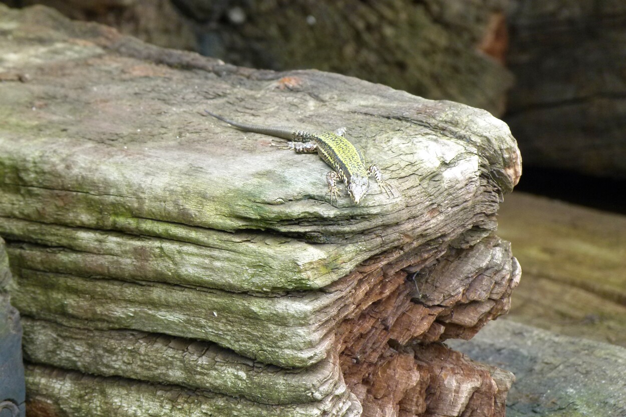 Eidechse auf Holzschwelle