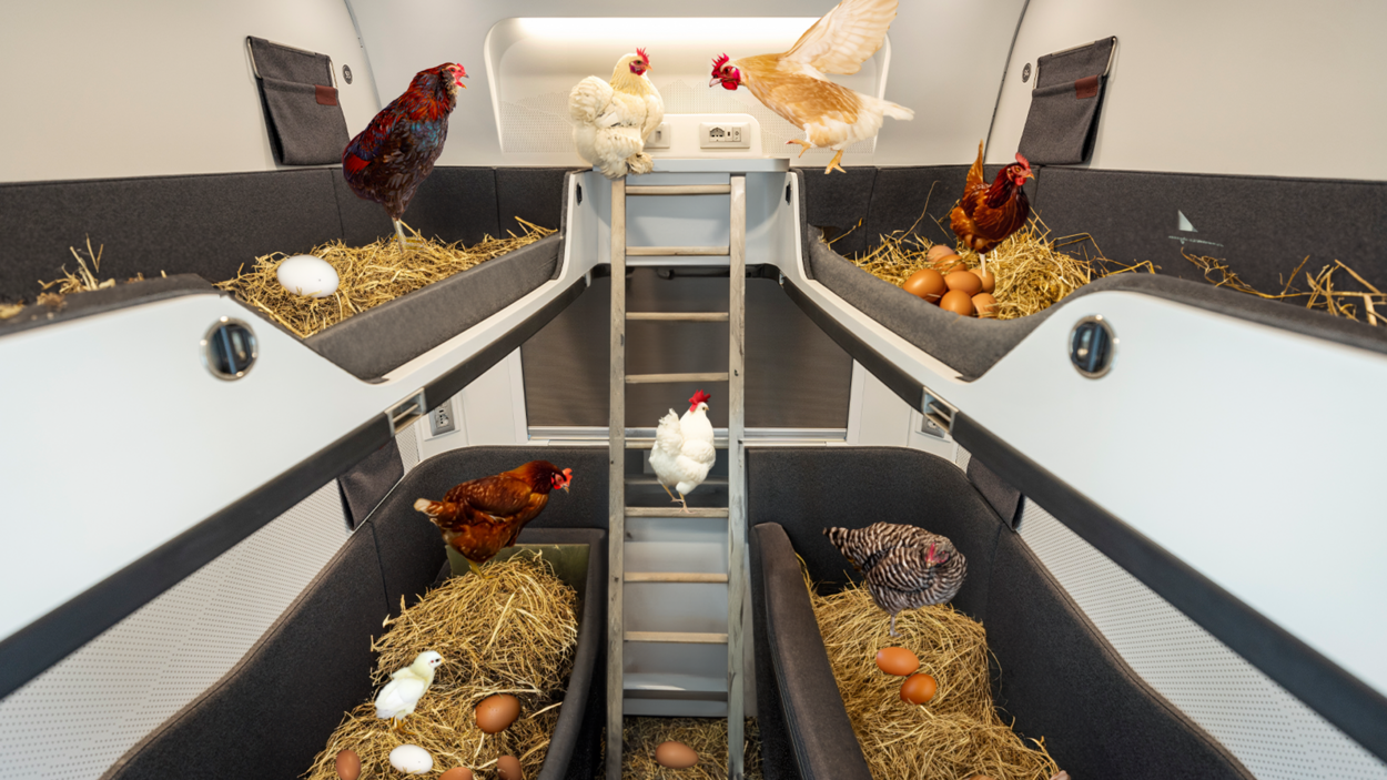 ÖBB Hühner sorgen ab 1. April für frische Frühstückseier im Nightjet
