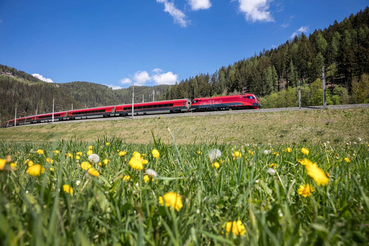 RailJet fährt entlang einer Sommerlichen Blumenwiese