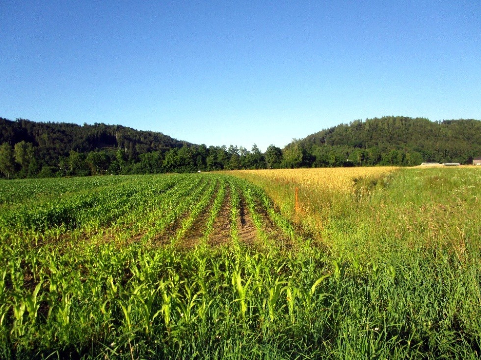 Umweltverträglichkeitsprüfung „Umfahrung Munderfing/Mattighofen“