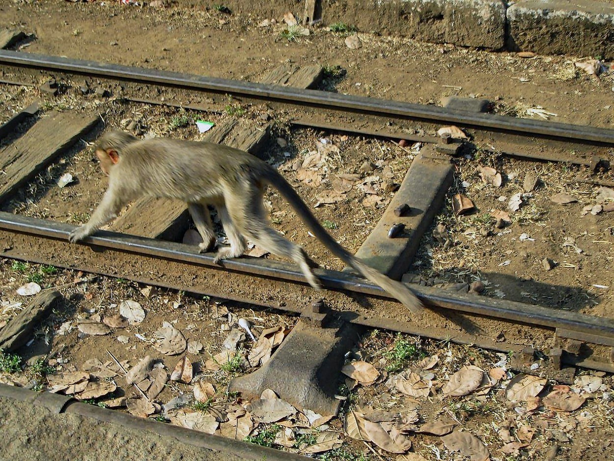 Zahnradbahn als UNESCO Welterbe, Nilgiri Mountain Railway 