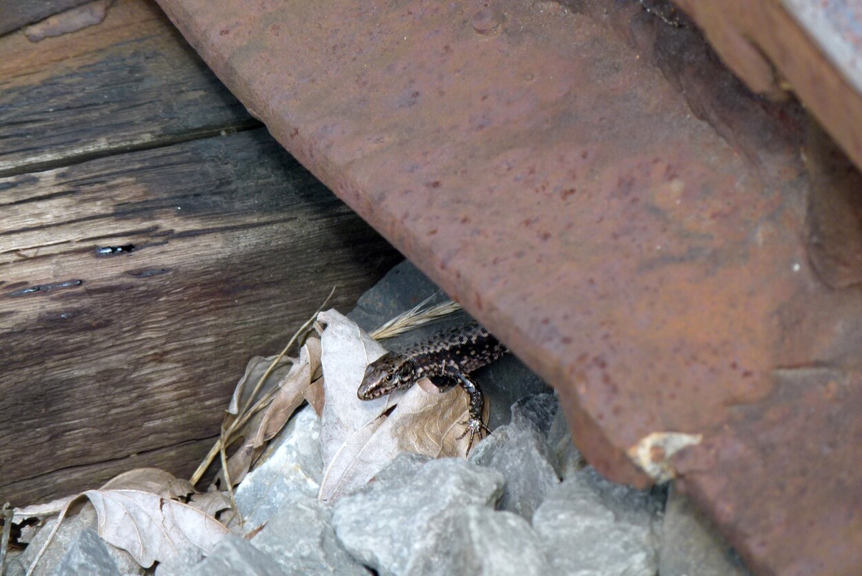 Sonderfahrt Gleichenberger Bahn