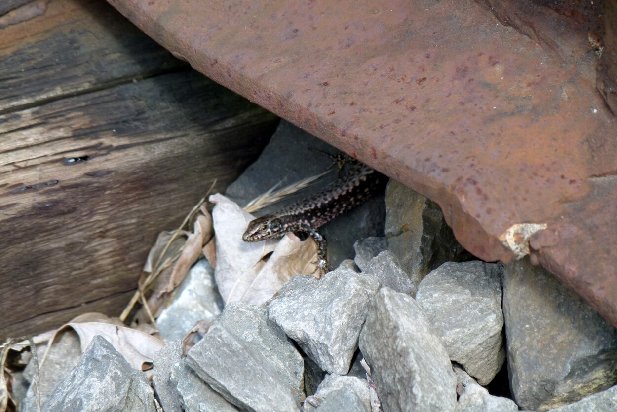Sonderfahrt Gleichenberger Bahn