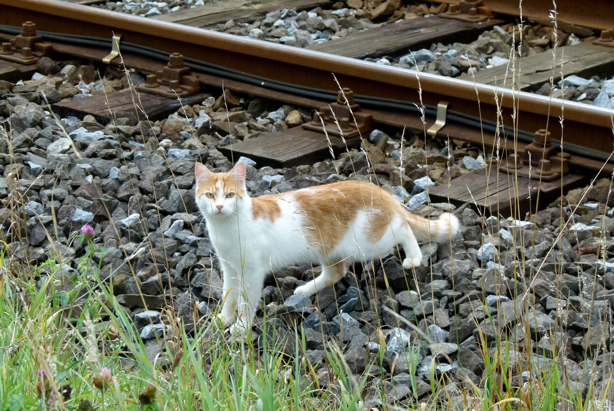 Sonderfahrt Gleichenberger Bahn